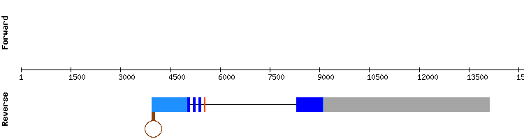 gene structure