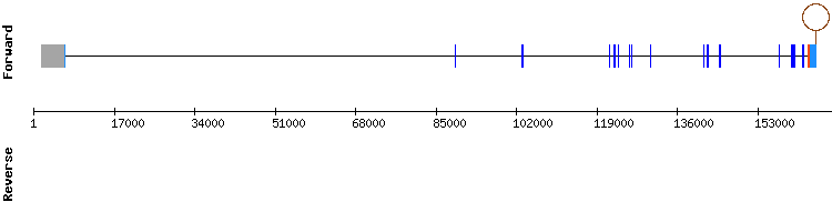 gene structure