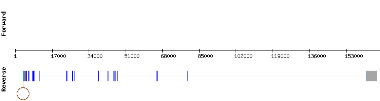 gene structure