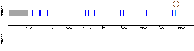 gene structure