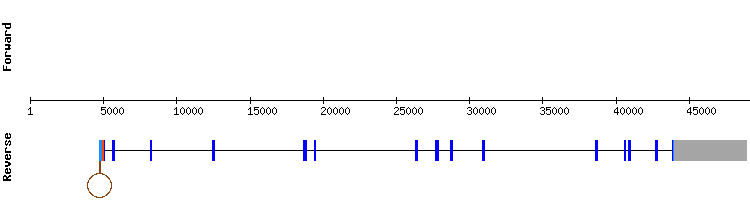 gene structure