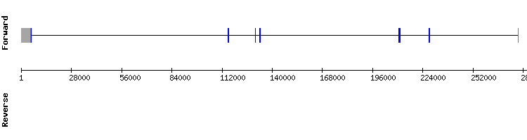 gene structure