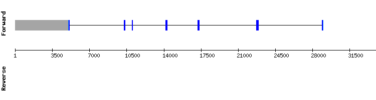 gene structure