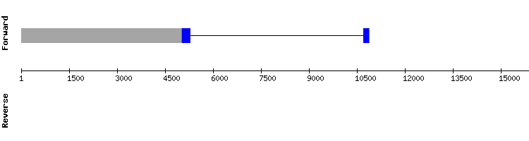gene structure