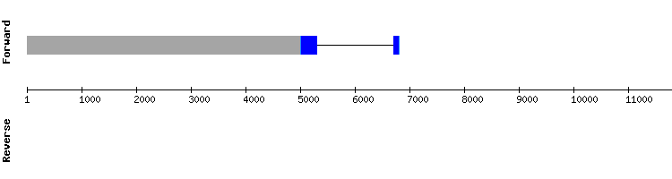 gene structure
