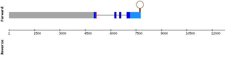 gene structure