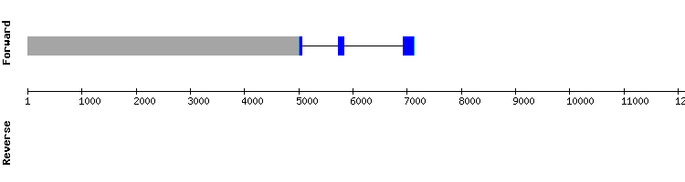 gene structure