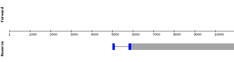 gene structure