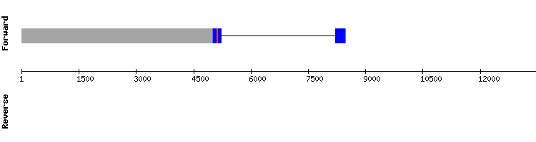 gene structure