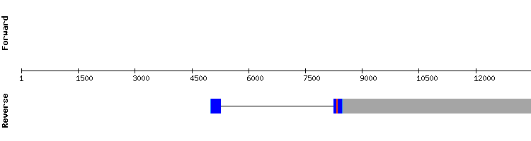 gene structure