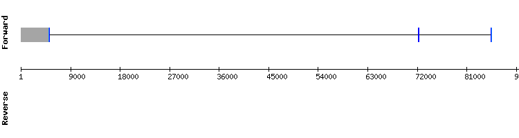 gene structure