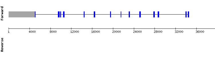 gene structure