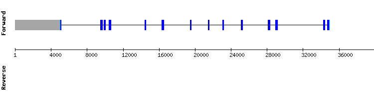 gene structure