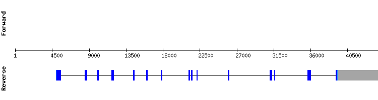 gene structure