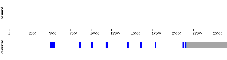 gene structure
