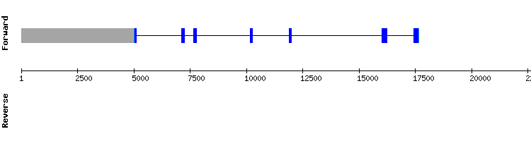 gene structure