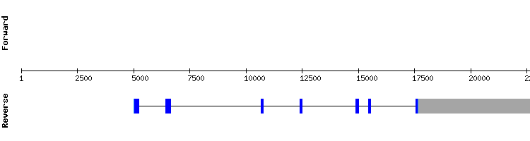 gene structure