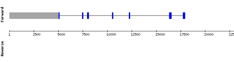 gene structure