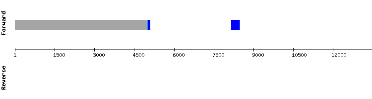 gene structure