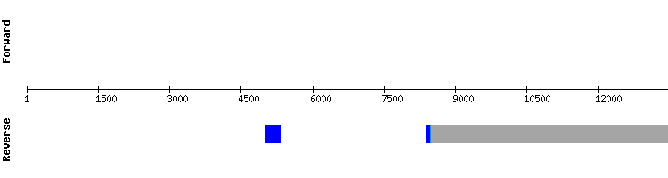 gene structure