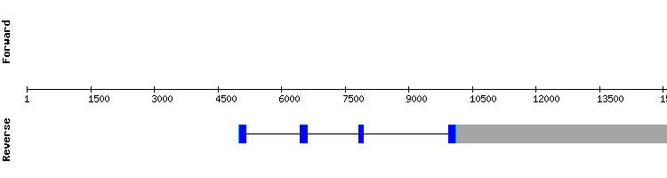 gene structure
