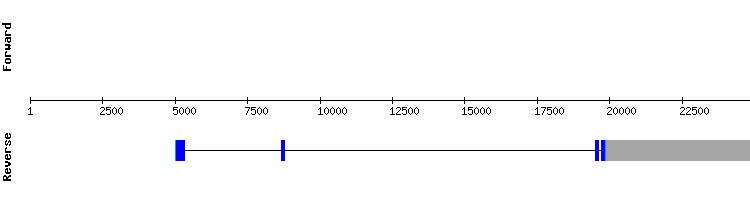 gene structure