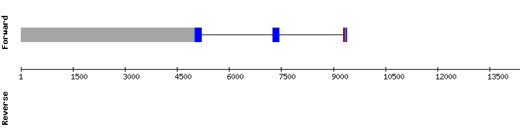 gene structure