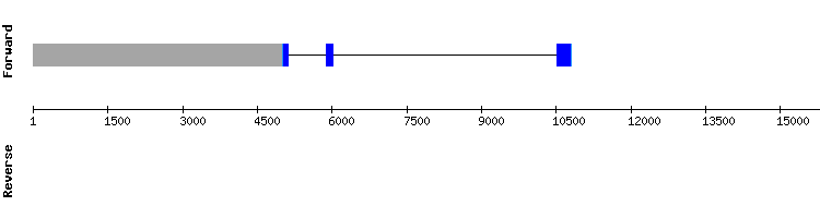 gene structure
