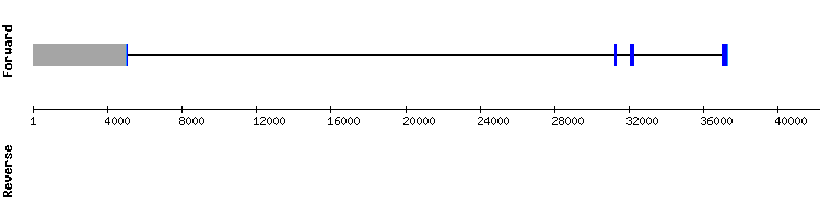 gene structure
