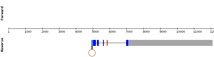 gene structure