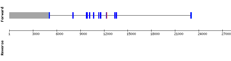 gene structure