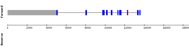 gene structure