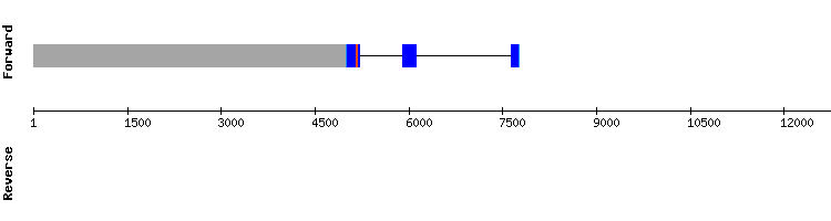 gene structure