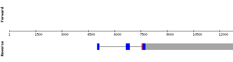 gene structure