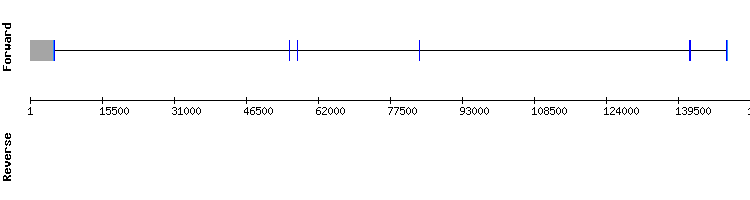 gene structure