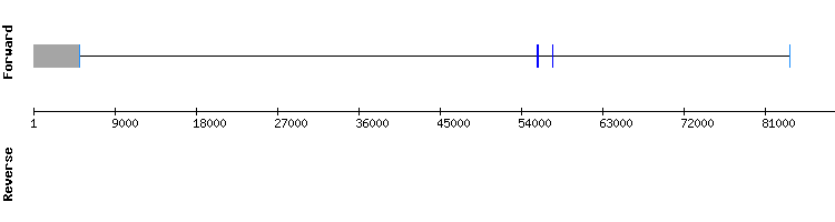 gene structure