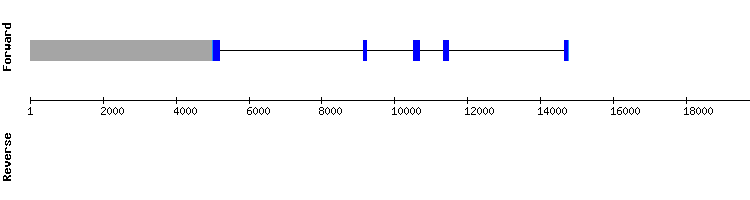 gene structure