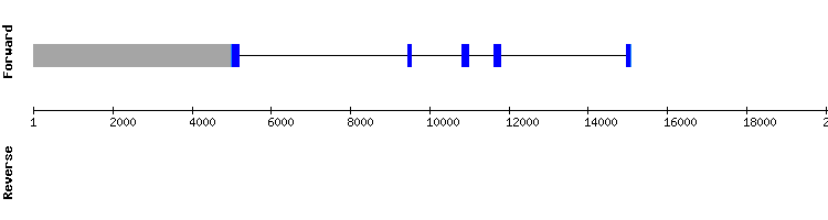 gene structure