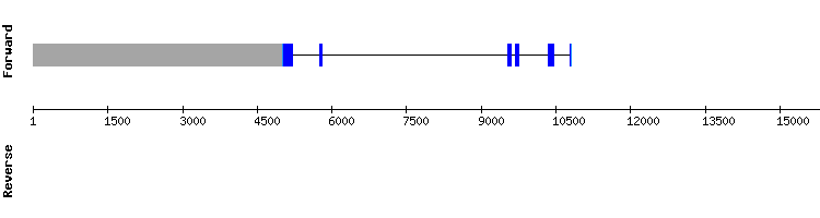 gene structure