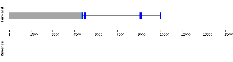 gene structure