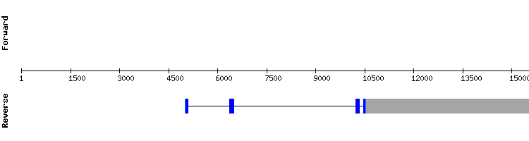 gene structure