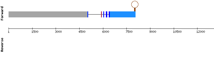 gene structure