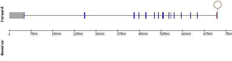 gene structure