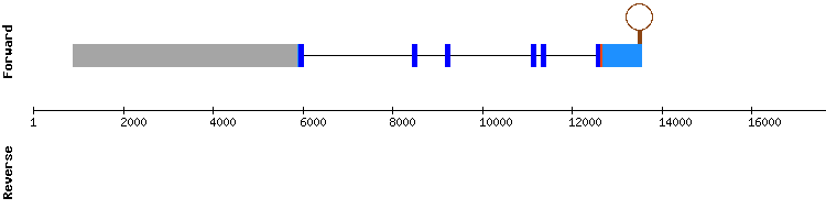 gene structure