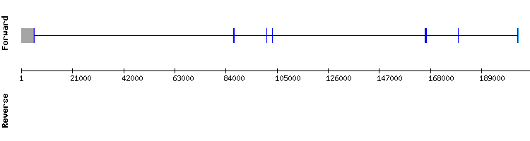 gene structure
