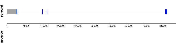 gene structure
