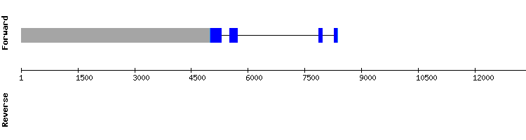 gene structure