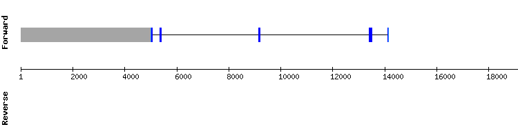 gene structure