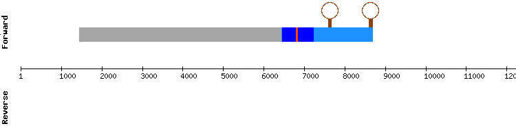 gene structure