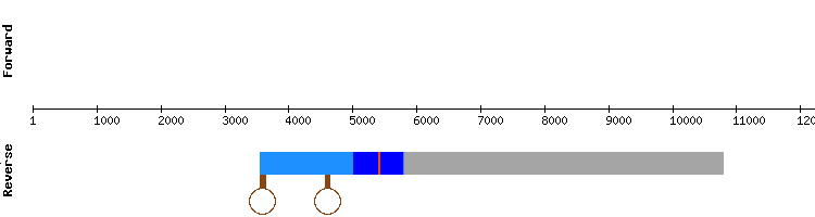 gene structure